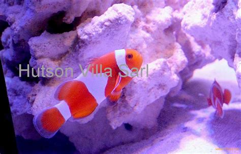 Bladefin Basslet Fish,Cameroon price supplier - 21food