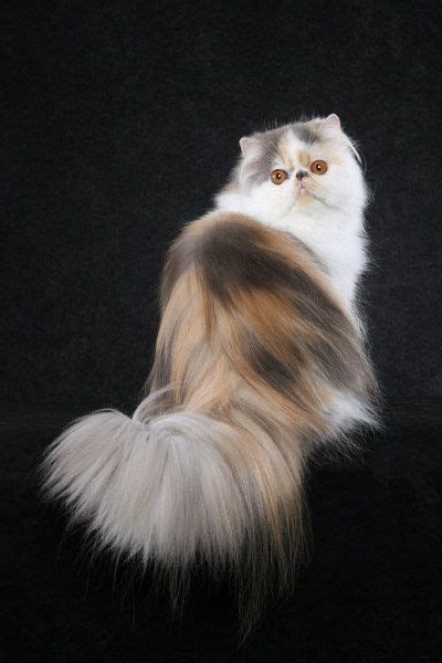 Persian Cat Breeds - Pets Cute and Docile