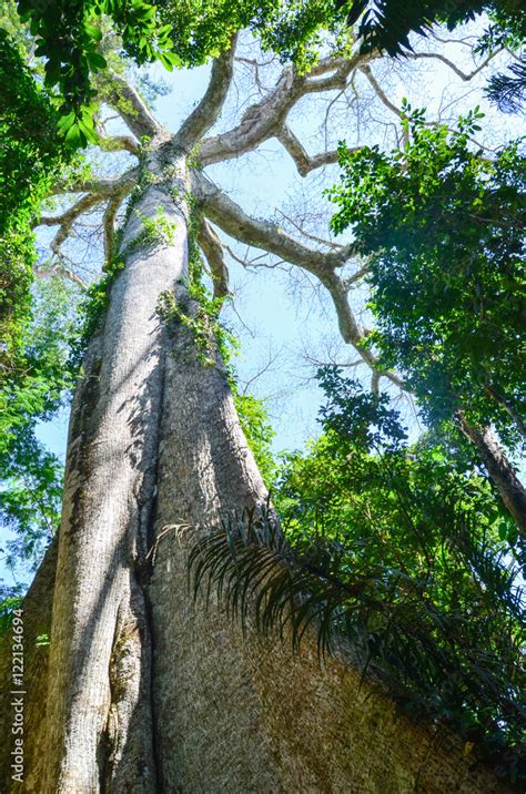 Giant Kapok tree in the Amazon rainforest, Tambopata National Reserve, Peru Stock-Foto | Adobe Stock