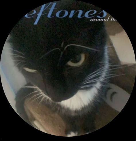 Deftones cat album cover | Cute cats, Pretty cats, Cats