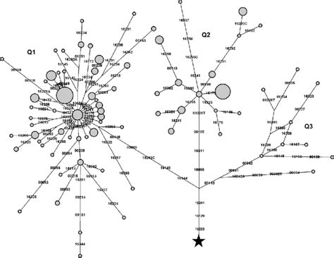 —A haplogroup Q median network phylogeny based on control region... | Download Scientific Diagram