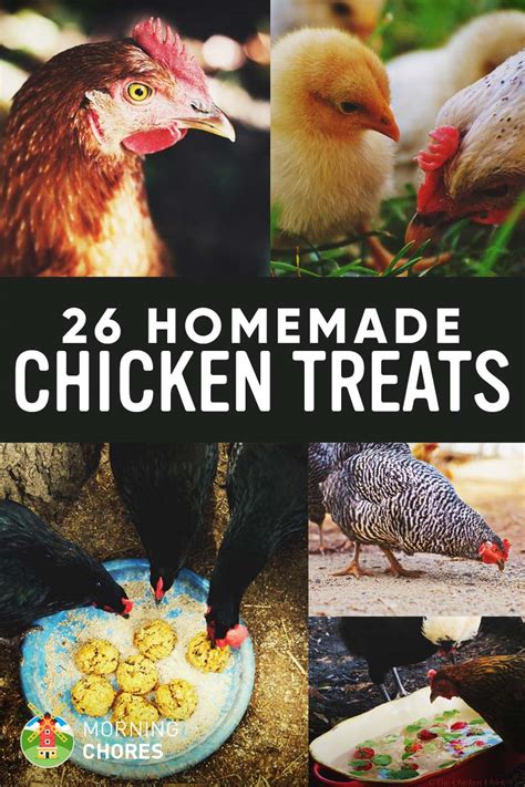 26 Homemade Healthy Chicken Treats Recipes Your Chickens Will Love