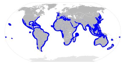 Hammerhead shark - Simple English Wikipedia, the free encyclopedia