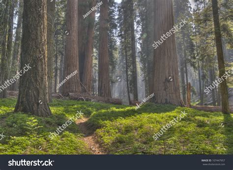 Path Through Sequoias Sequoia National Park Stock Photo 107447957 ...