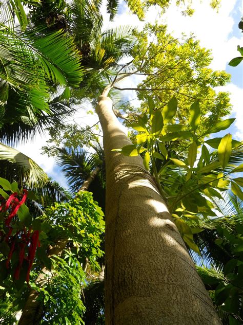 Flower Forest Botanical Gardens, Barbados - Photo Gallery | Botanical gardens, Barbados ...