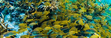 Snorkeling at Isla Mujeres - Underwater Mexico