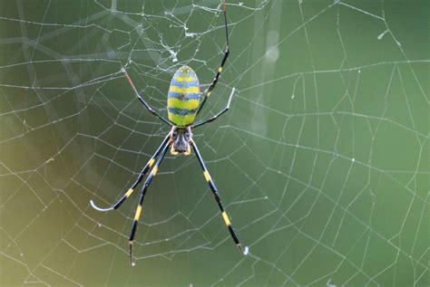 Giant Invasive Joro Spiders Have Spread to Yet Another Area of the U.S. - Newsweek