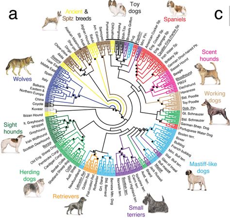 Wolf To Dog - Domestication of the Dog