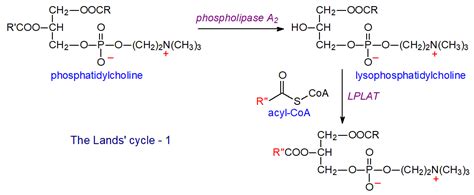 Phosphatidylcholine, lysophosphatidylcholine, structure, occurrence, biochemistry and analysis