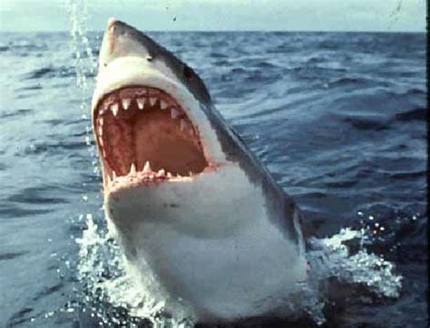 1916 Shark Attacks | hubpages