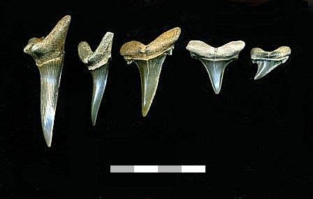 Goblin Shark teeth fossilized Goblin Shark, Megalodon, Prehistory ...