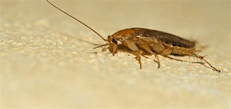 5 Signs Of Roach Infestation In Your Home - Chorbie Home Services