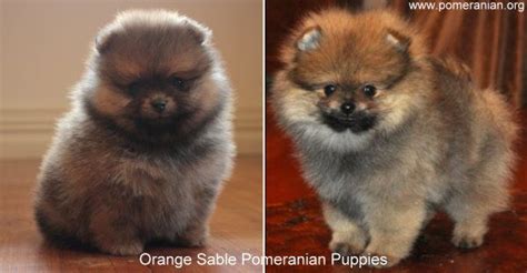 Pomeranian Color Chart - Pets Lovers