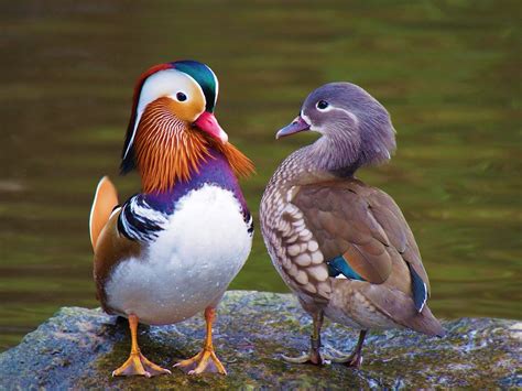 Mandarin Duck Couple - 2207x1656 Wallpaper - teahub.io