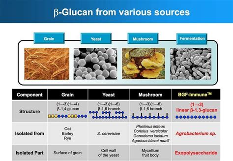 Beta Glucan from Various Sources | Stuffed mushrooms, Fermentation, Yeast