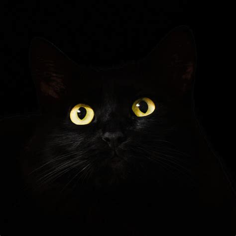 Dark Cat Wallpapers - Top Free Dark Cat Backgrounds - WallpaperAccess