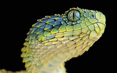 snake, Reptiles, Animals, Macro, Lizard scales Wallpapers HD / Desktop and Mobile Backgrounds