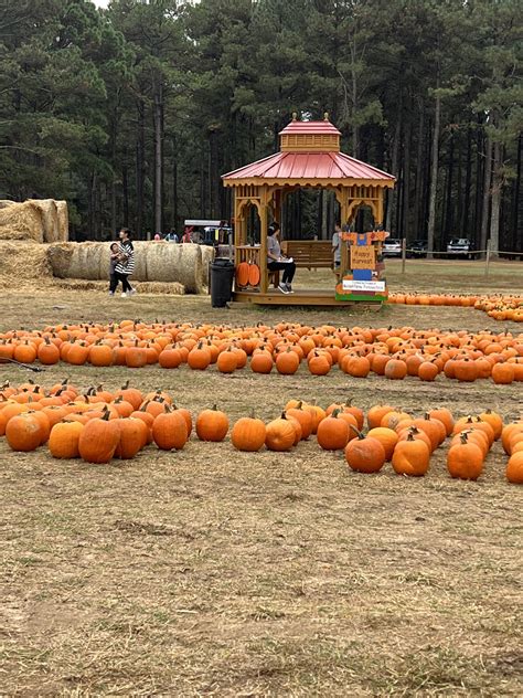 Pumpkin Patch – Mitchell Farms