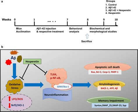 Study design and schematic diagram of the possible neuroprotective... | Download Scientific Diagram