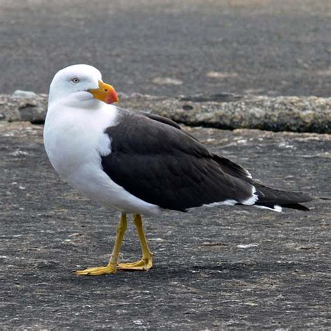 Pacific Gull (Larus pacificus)