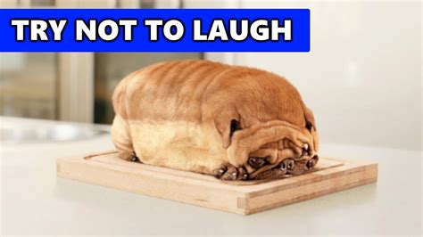 TRY NOT TO LAUGH - ANIMALS #1 || FunnyMoments - YouTube