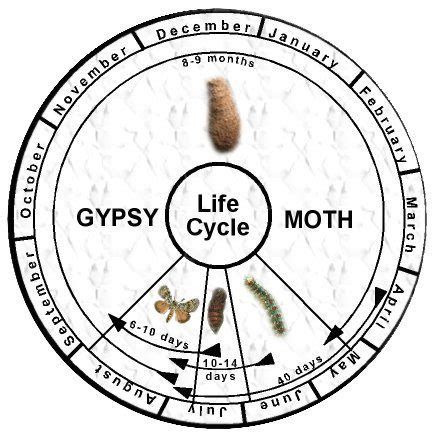 gypsy-moth-life-cycle - Alternative Earthcare