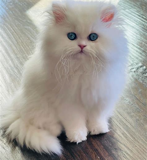 Persiankittenpals - White Persian Kittens for Sale