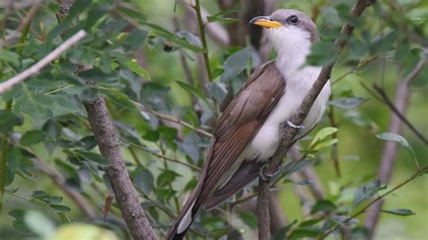 Yellow-billed Cuckoo | Audubon Field Guide