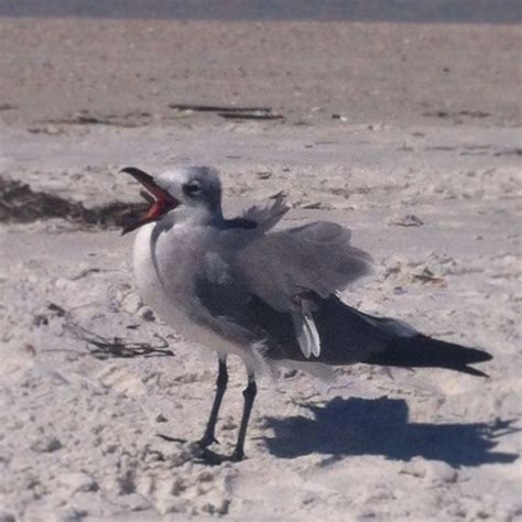 Seagull laughing #funny #nature | Nature, Animals, Laugh