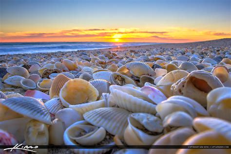 Seashells at the Beach Stuart Florida