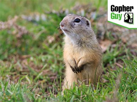 Do Gophers Carry Diseases? The Dangers Of Gopher Infestation