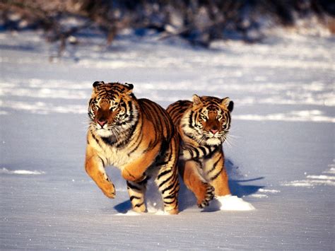 Siberian Tiger Wallpapers - Wallpaper Cave