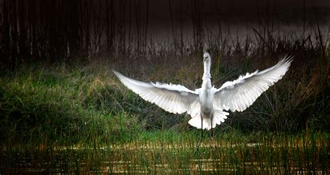 Some Everglades Birds on Behance