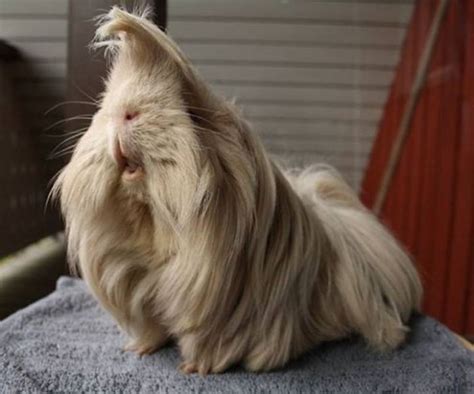 10+ Guinea Pigs With The Most Majestic Hair Ever | Bored Panda