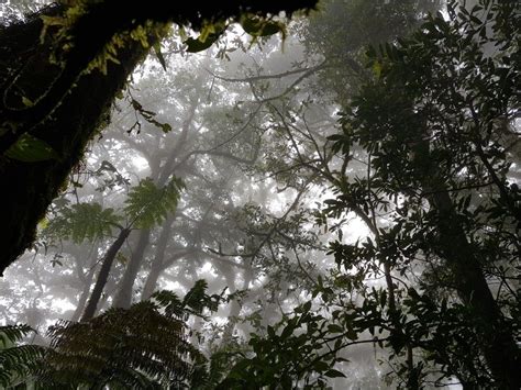 Armonía de un bosque nublado | Outdoor, Snow, Honduras