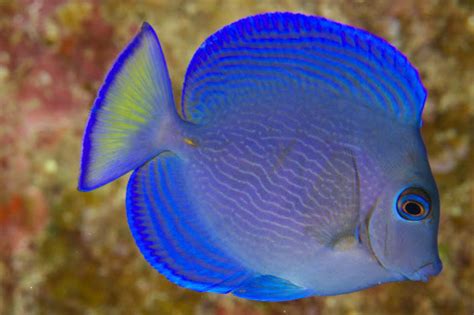 Atlantic Blue Tang - Singapore Reef Club - Marine Reef saltwater Aquarium tank information ...