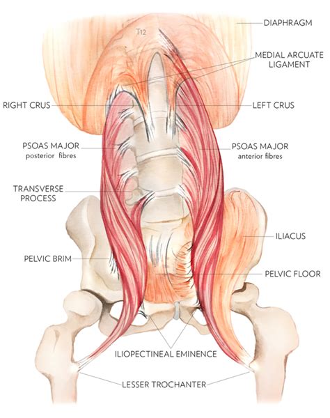 Psoas major Part I: hip flexor or lumbar stabilizer? | Hip flexor, Psoas muscle, Exercise