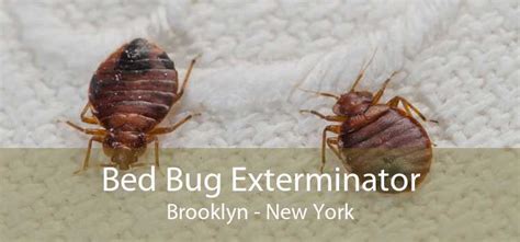 Bed Bug Exterminator Brooklyn, NY - Licensed Bed Bug Exterminator Company