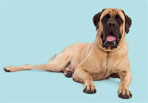 English Mastiff 101: Top 25 Common Questions Answered