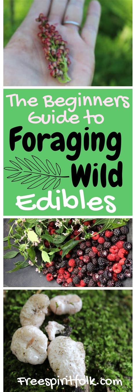 Foraging Wild Edibles For Beginners! | Wild edibles, Wild food foraging, Survival food