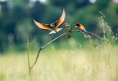 Nature, Landscape, Birds, Colorful Birds, Flying, Branch, Bee-Eaters, Bokeh, Animals wallpaper ...