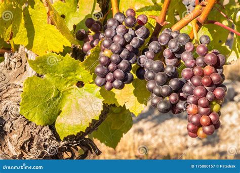 Ripe Pinot Noir Grapes on Vine in Organic Vineyard Stock Image - Image ...