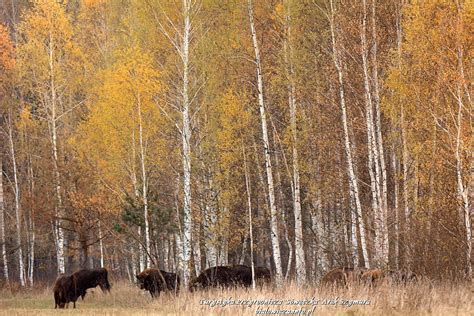 Bialowieza Forest European bison in the autumn dressing served « Bialowieza Forest guide – Arek ...