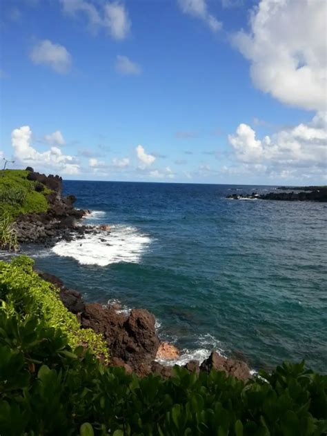 Hawaii Hummingbirds: Understanding Why There Are No Hummingbirds in ...