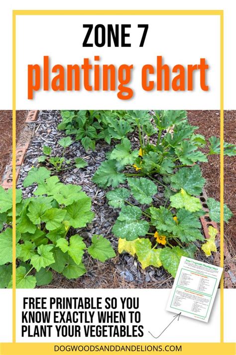 Zone 7 Vegetable Planting Chart | Fall vegetables to plant, Fall garden ...