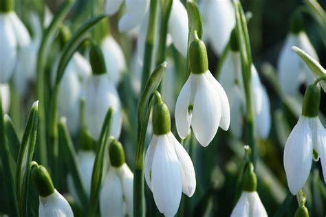 Free photo: Snowdrop flower - Bakcground, Nature, Winter - Free Download - Jooinn