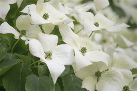 Cornus kousa Milky way – Caragh Nurseries