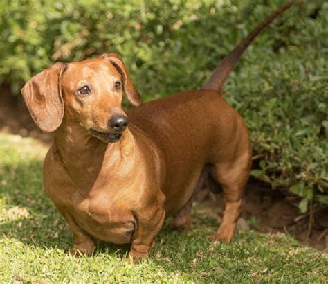 The 11 Most Obese Dog Breeds