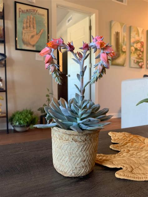 Popular Indoor Plants For Every Home From Reddit Enthusiasts