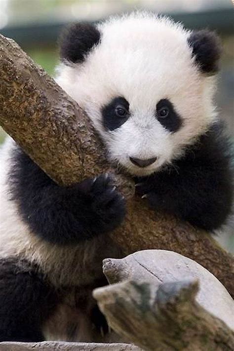 Pandas hugging trees... I need to go to China. | Baby panda pictures ...